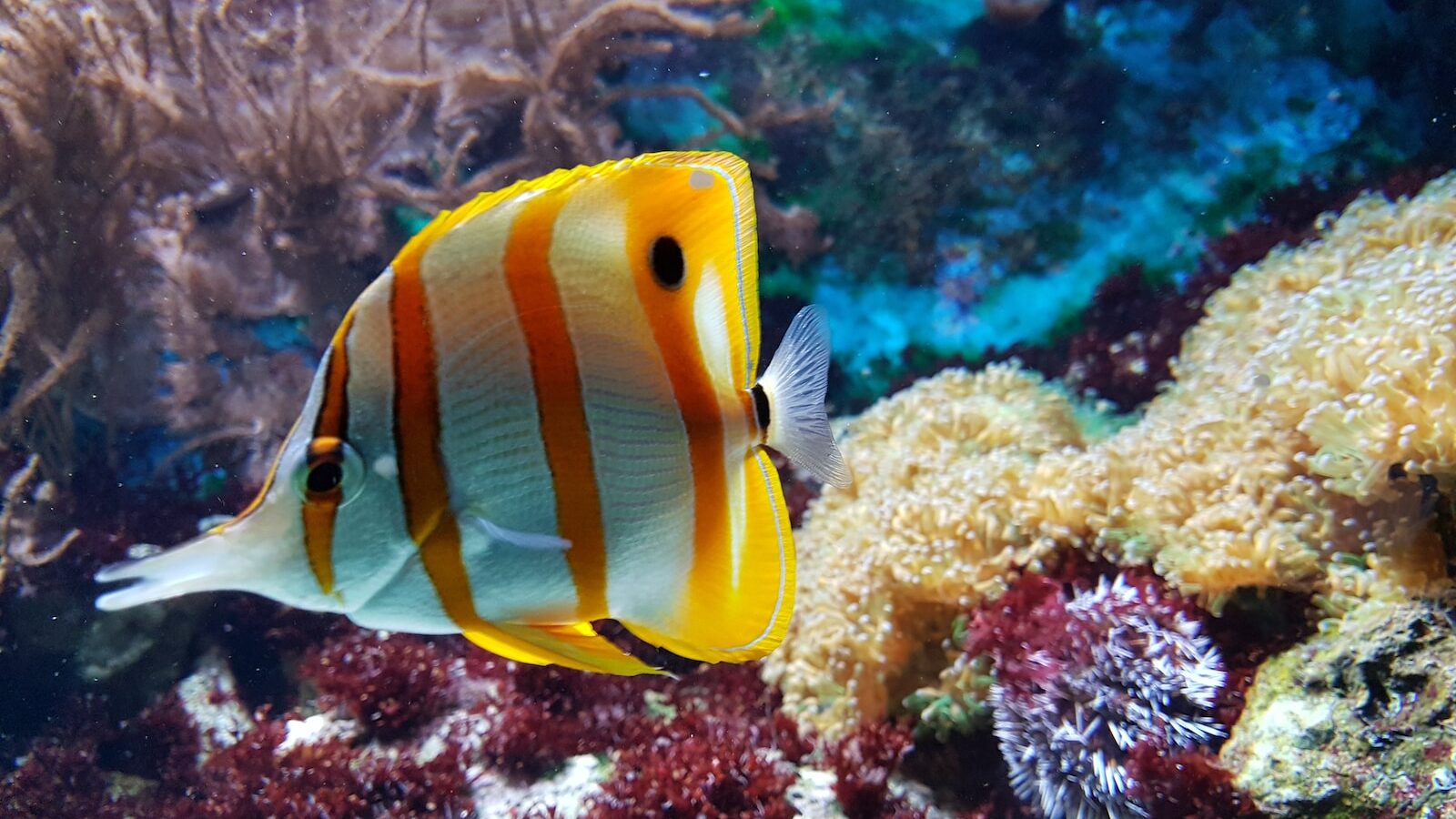 yellow and white fish underwater photography